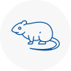 Rat Control Dartmouth