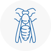 Dartmouth Wasp Nest Removal